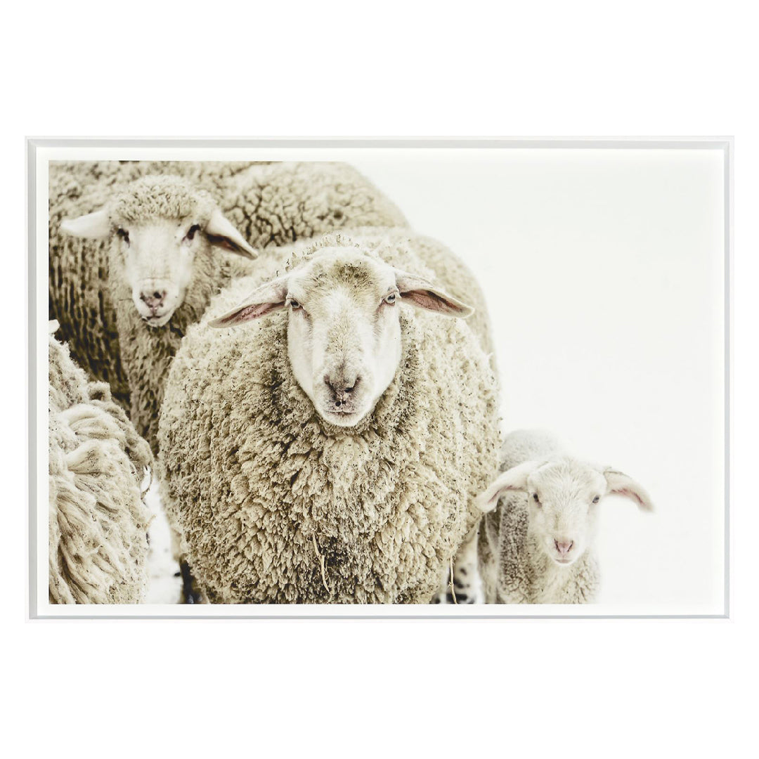 Wooly Stare Wall Art