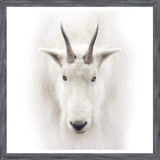 Mountain Goat Small Wall Art